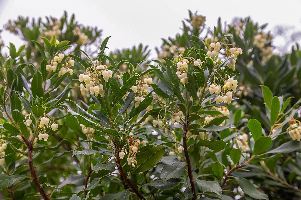 Изображение особи Arbutus unedo.