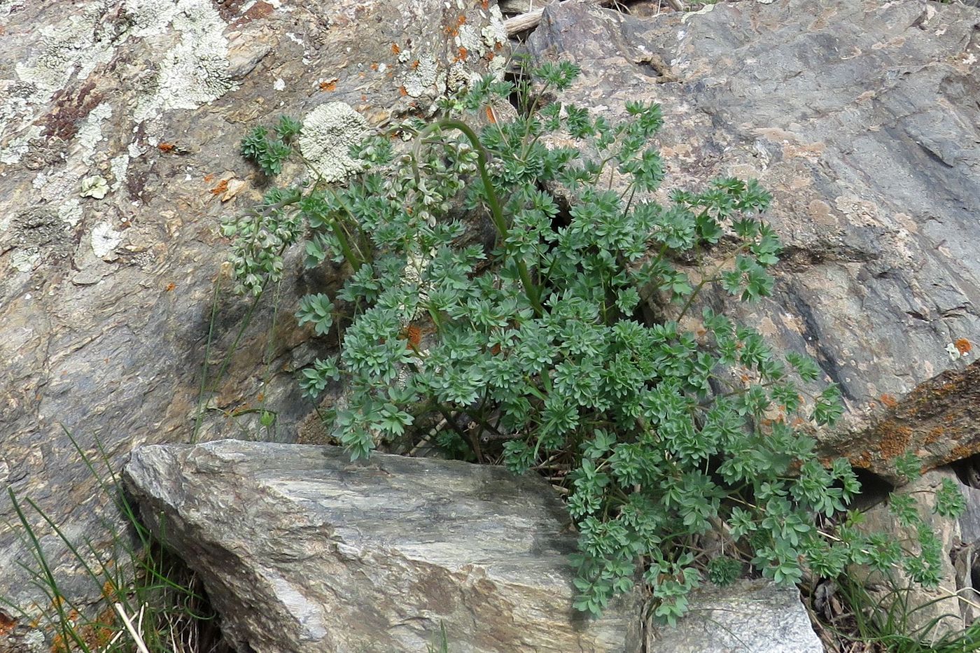 Image of Thalictrum isopyroides specimen.