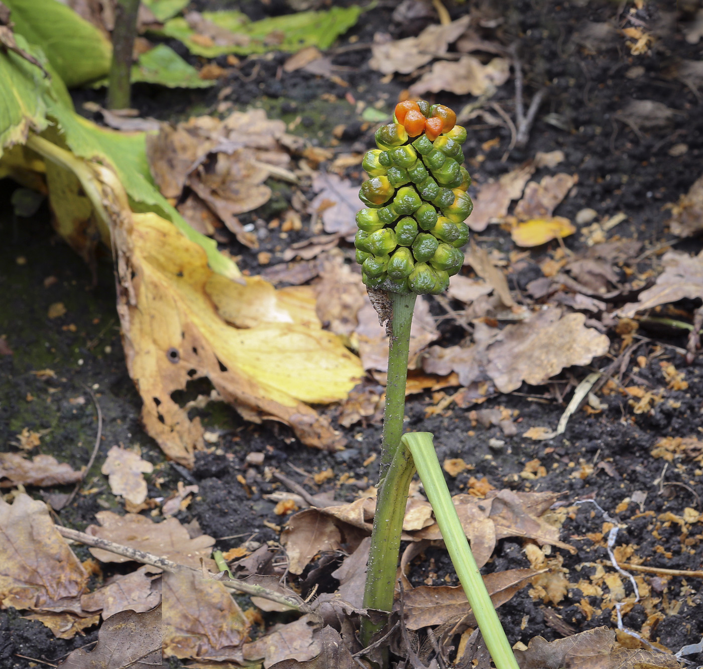 Изображение особи Arisaema komarovii.