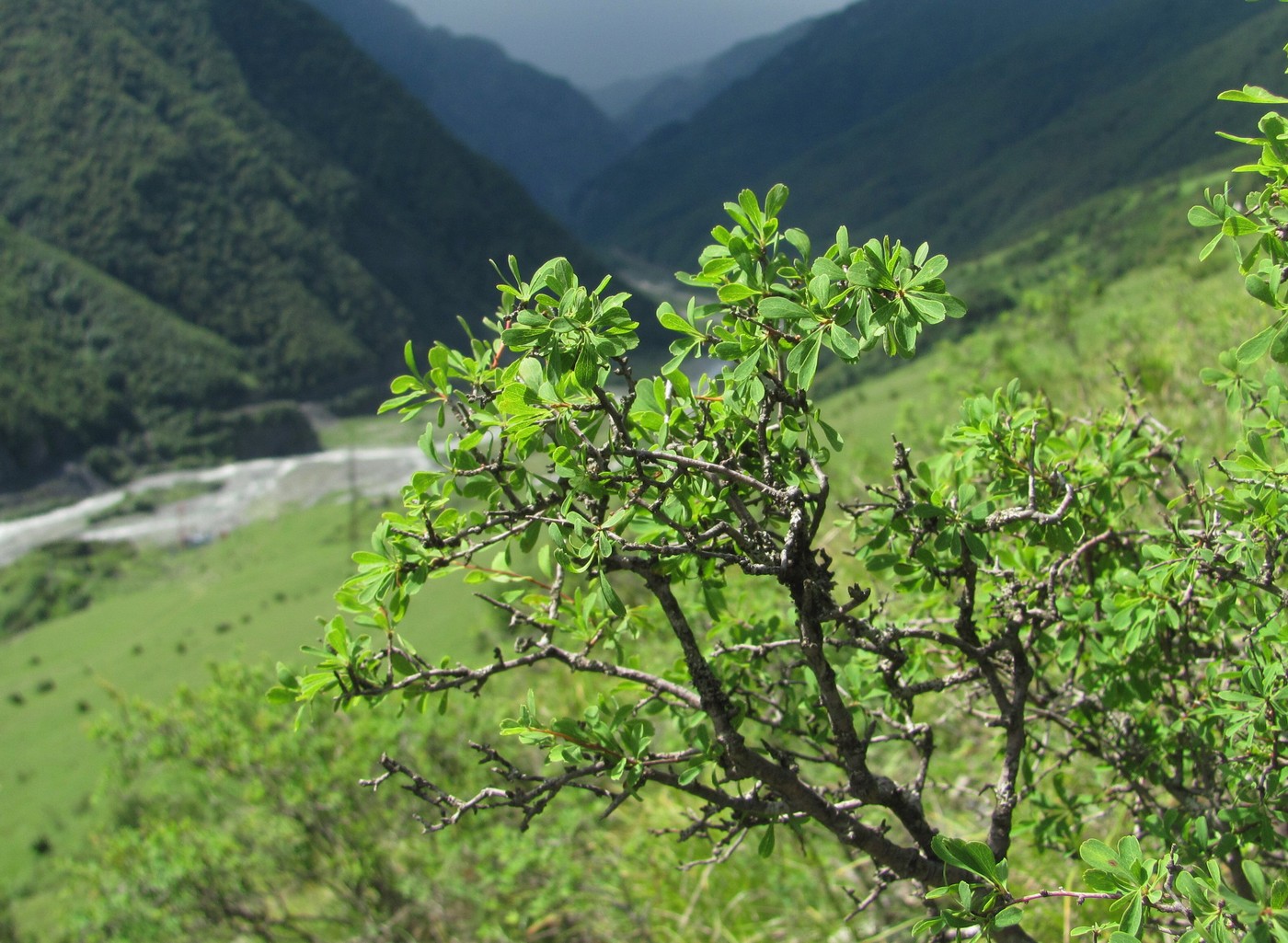 Изображение особи Spiraea crenata.