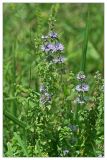 Mentha pulegium