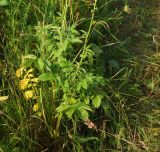 Agrimonia eupatoria