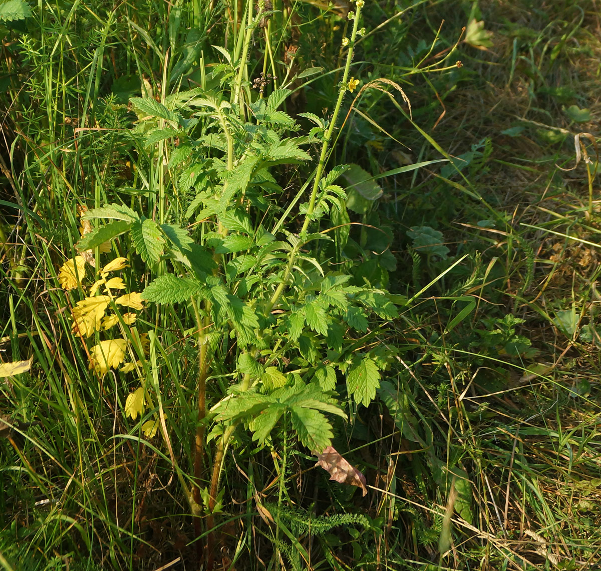 Image of Agrimonia eupatoria specimen.