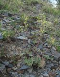 Alchemilla bombycina