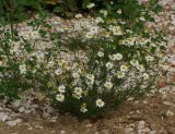 Tripleurospermum inodorum