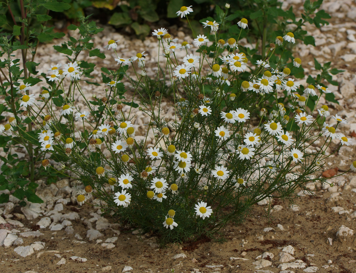 Изображение особи Tripleurospermum inodorum.