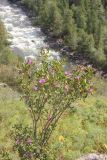 Rhododendron ledebourii. Цветущее растение. Республика Алтай, Улаганский р-н, склон правого борта долины р. Чульча, чуть выше ручья Артышту. 7 августа 2020 г.