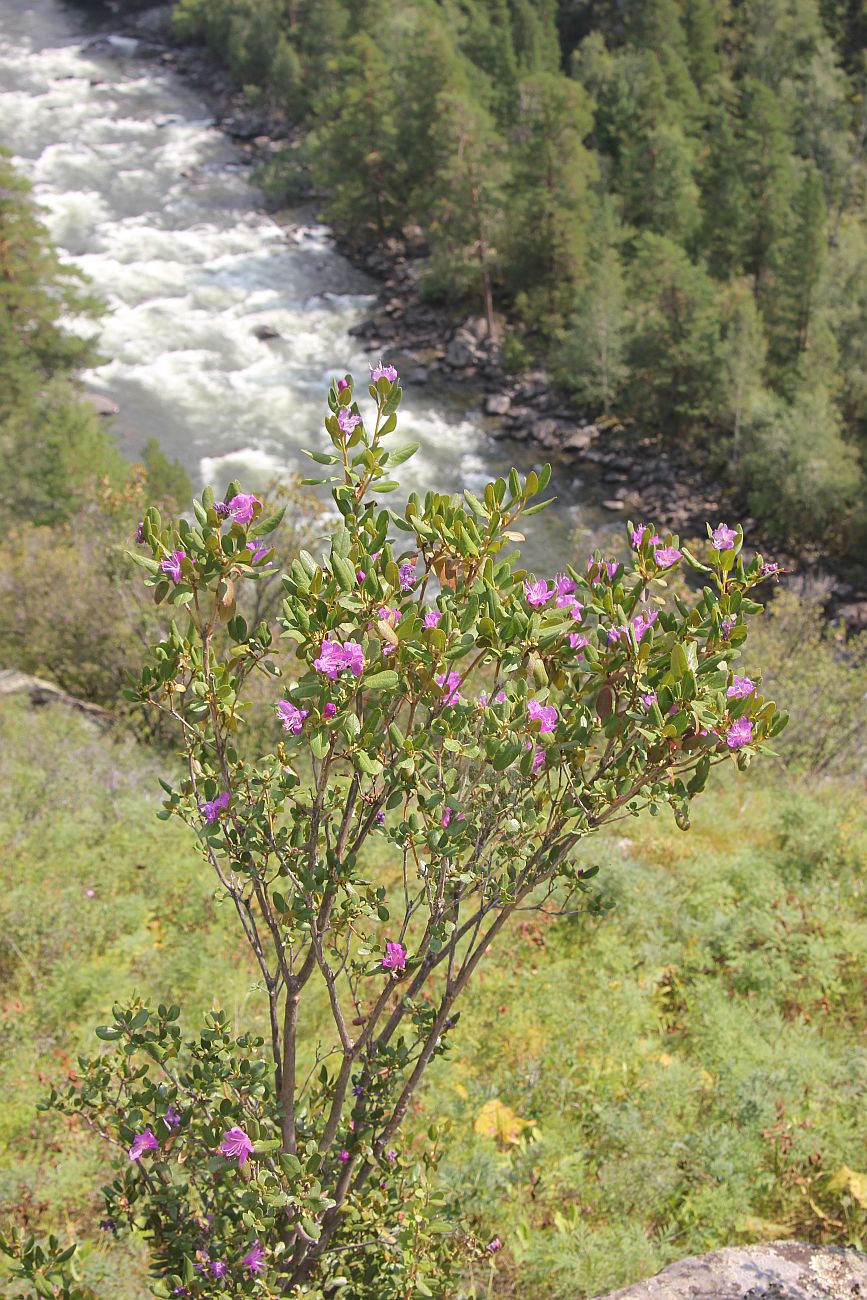 Изображение особи Rhododendron ledebourii.