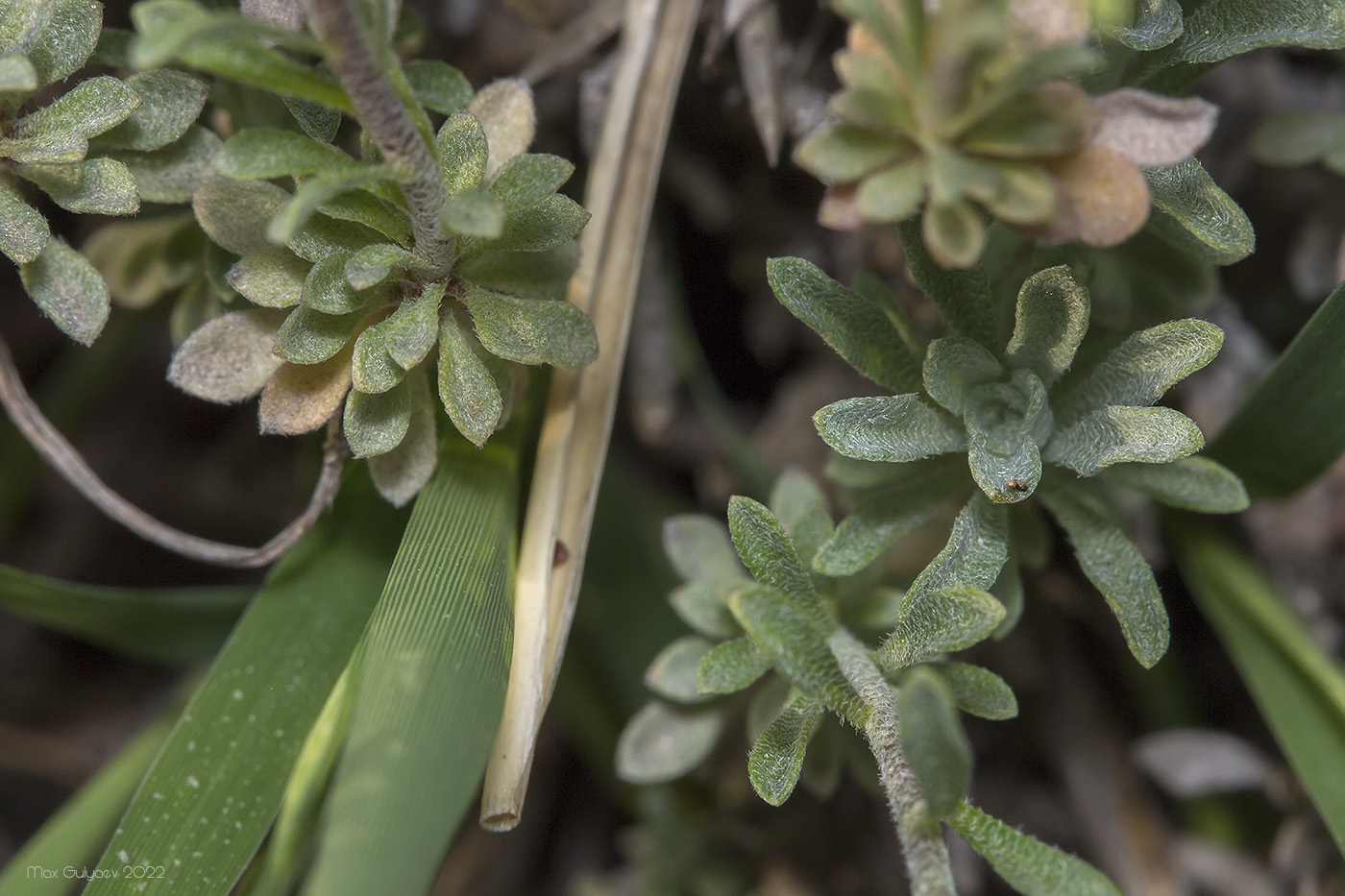 Image of Odontarrhena obtusifolia specimen.