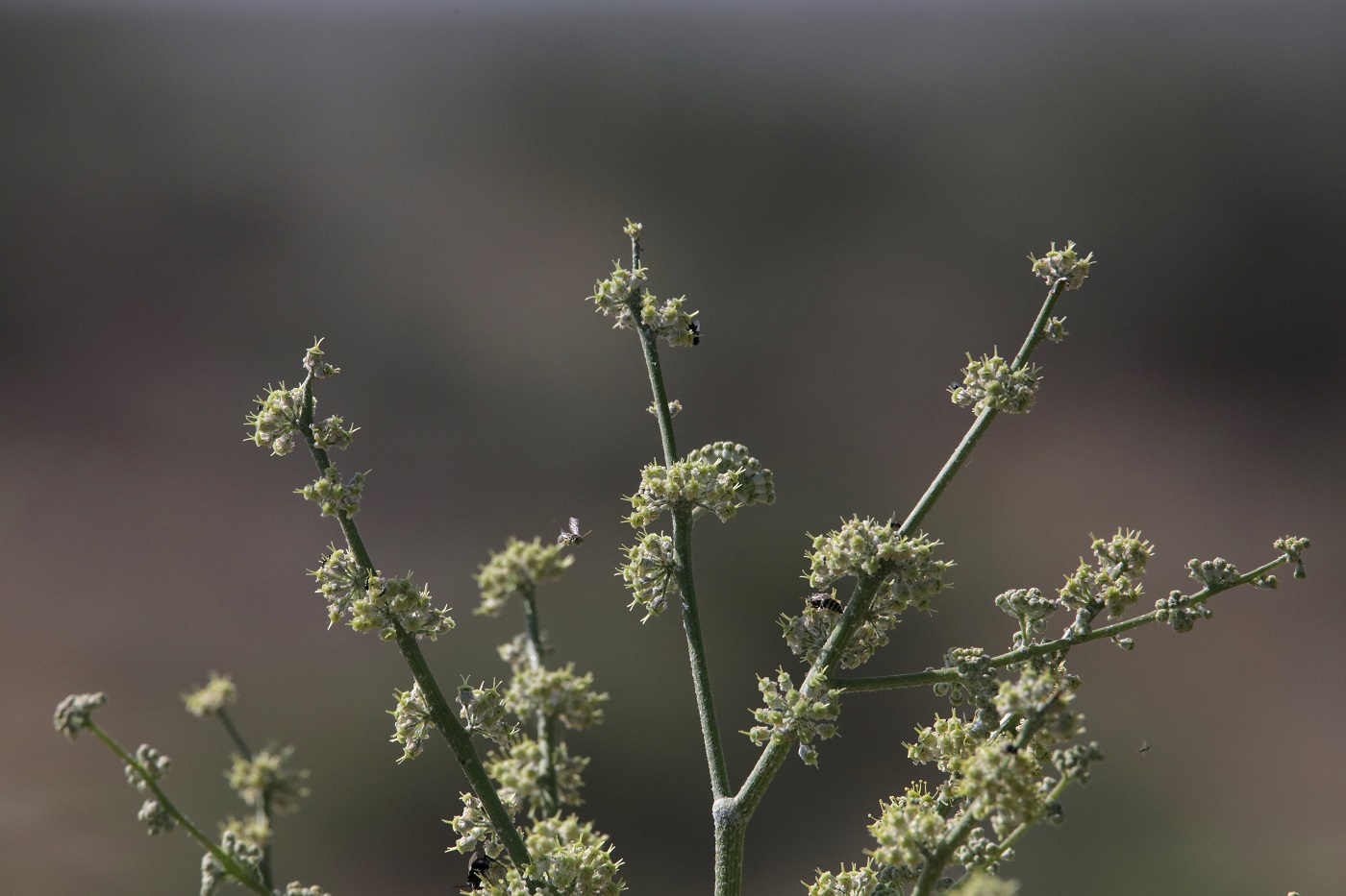 Image of Dorema sabulosum specimen.