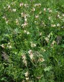 Vicia abbreviata