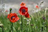 Papaver orientale