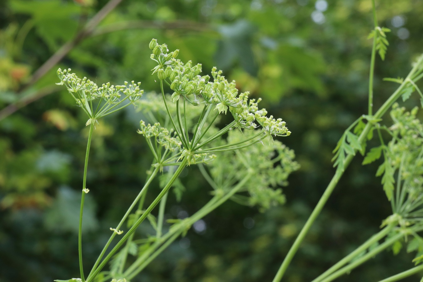 Изображение особи Conium maculatum.