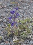 Delphinium caucasicum. Цветущее растение (начало цветения). Кабардино-Балкария, Зольский р-н, северные склоны Эльбруса, ур. Аэродром, выс. ок. 2650 м н.у.м. 14.07.2022.