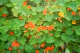 Tropaeolum majus