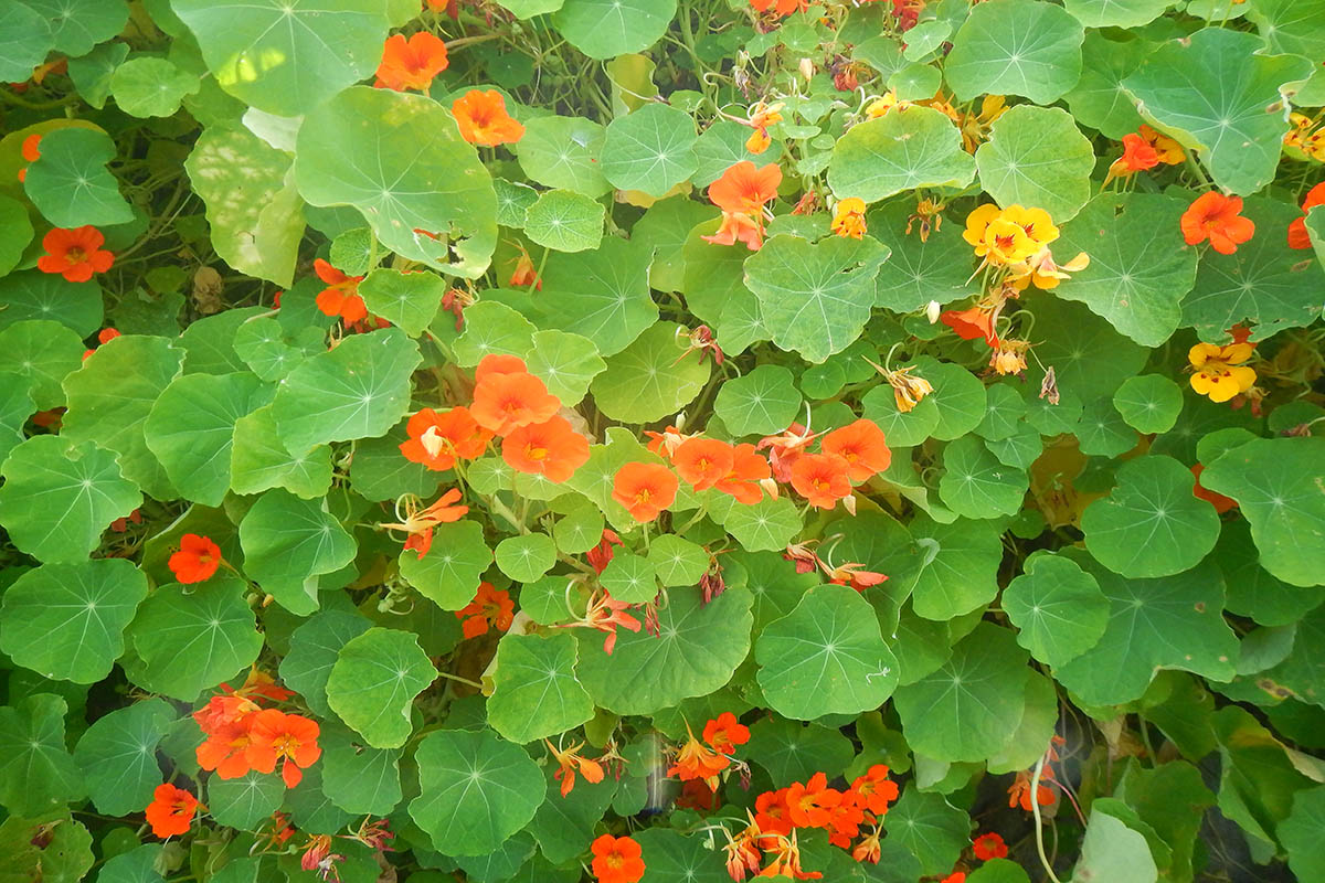 Изображение особи Tropaeolum majus.