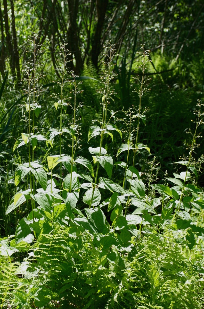 Изображение особи Scrophularia nodosa.