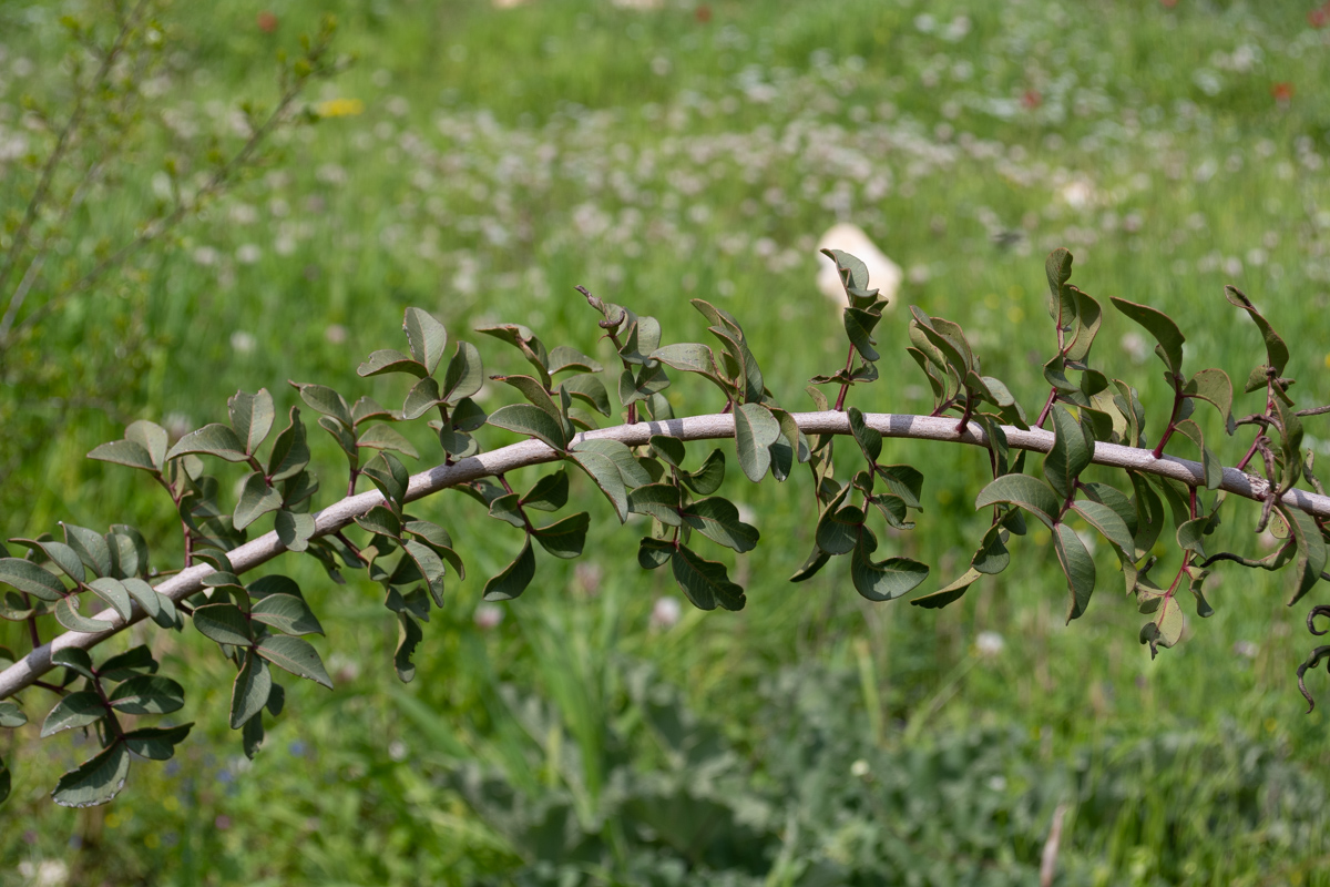 Image of Pistacia lentiscus specimen.