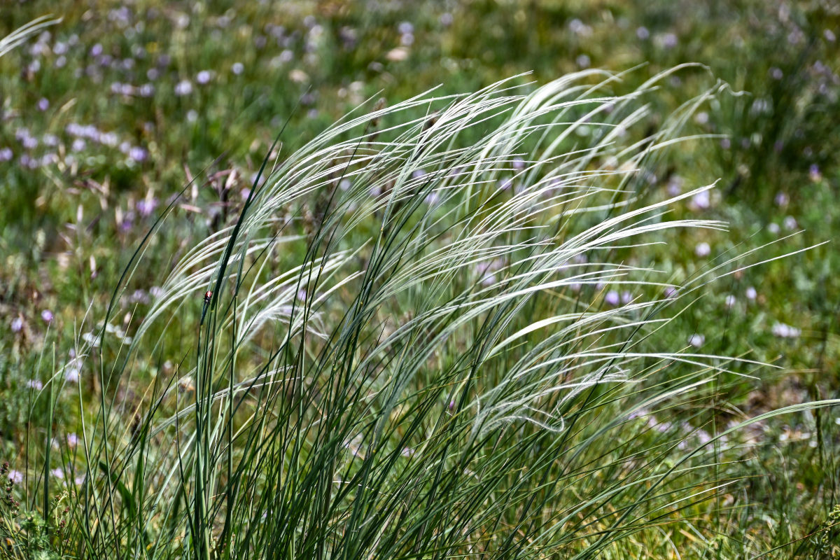 Изображение особи род Stipa.