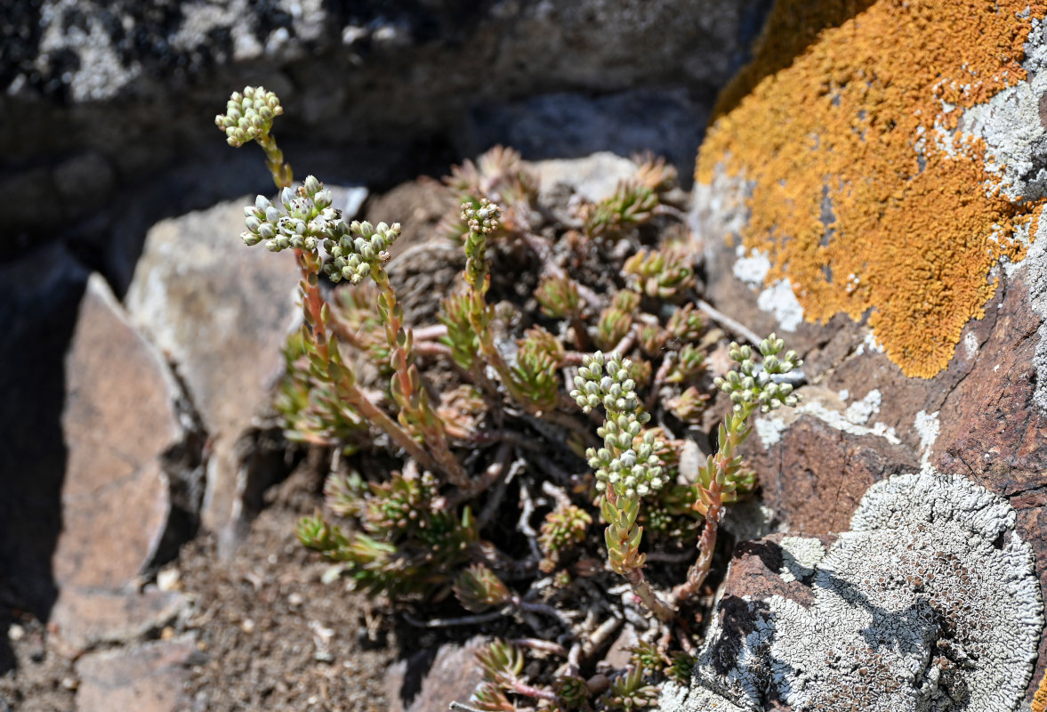 Изображение особи Sedum subulatum.