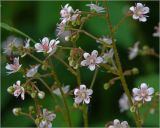 Saxifraga umbrosa