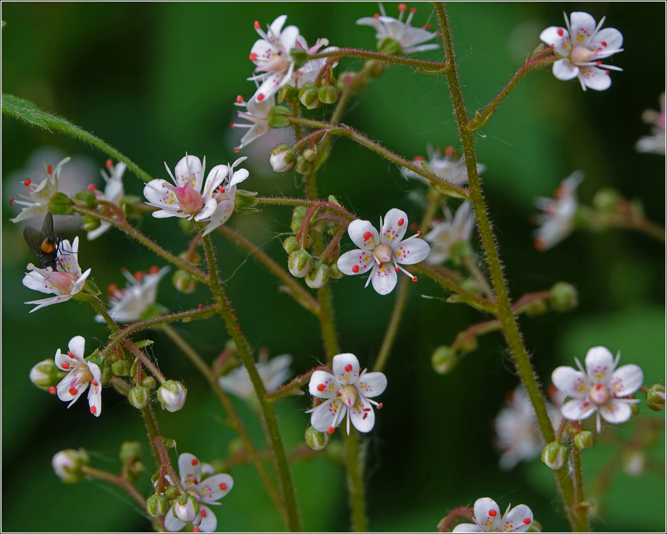 Изображение особи Saxifraga umbrosa.