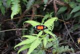 Dicranopteris linearis. Верхушка вегетирующего растения с бабочкой. Малайзия, штат Сабах, склон горы Трас-Мади, тропический дождевой лес. 23 февраля 2013 г.
