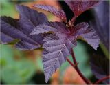 Physocarpus opulifolius