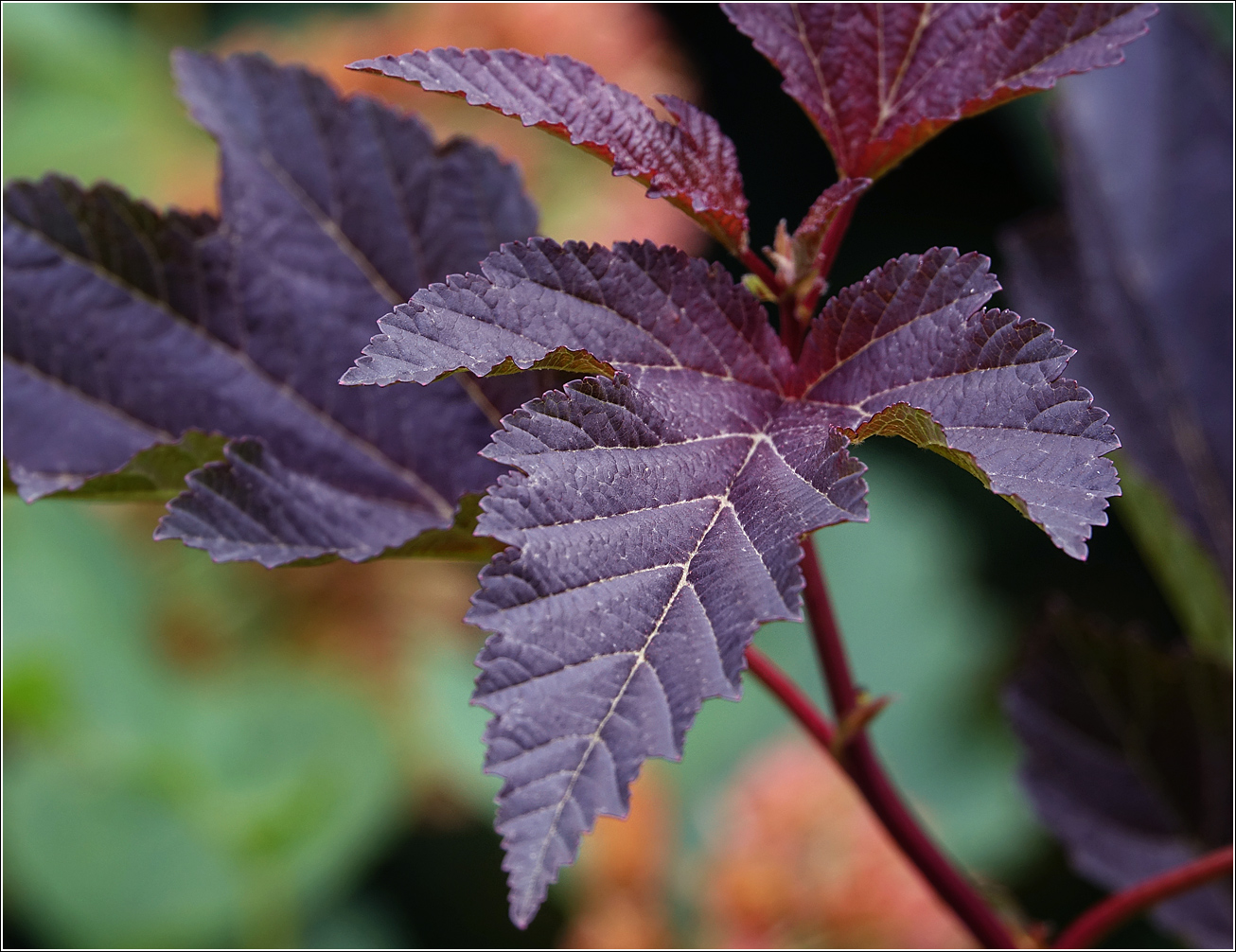 Image of Physocarpus opulifolius specimen.