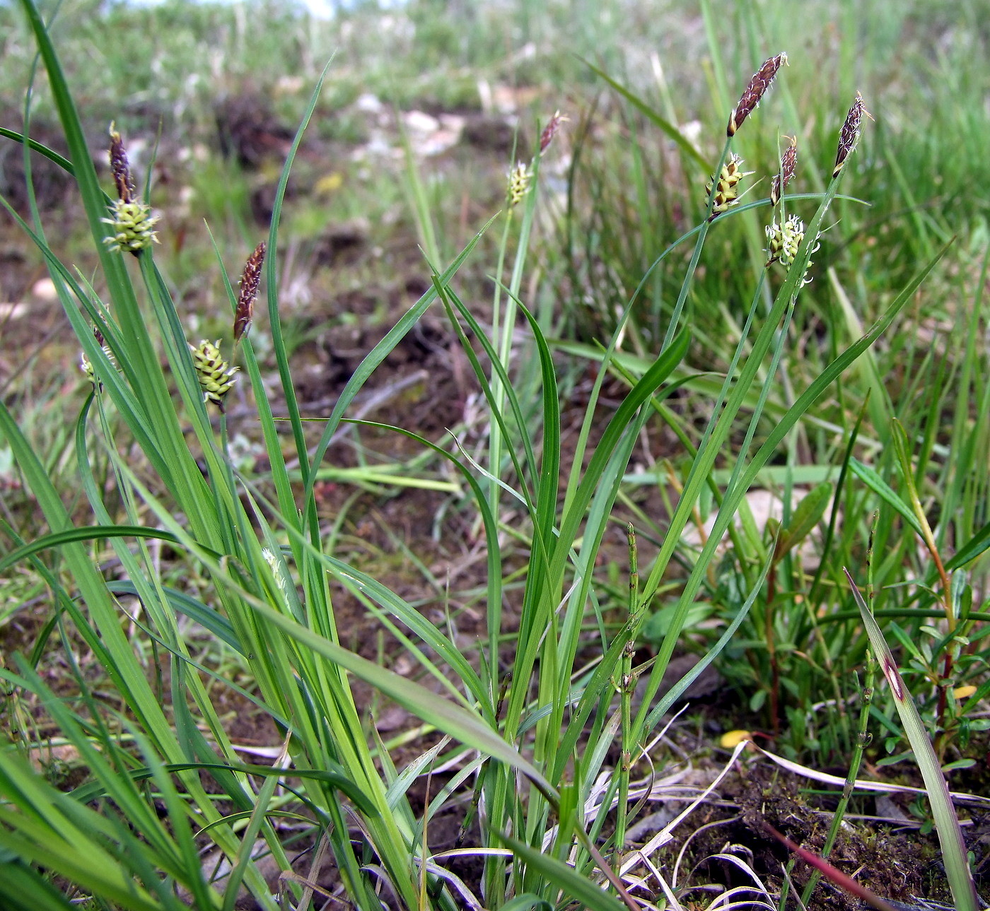 Image of genus Carex specimen.