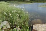 Eriophorum angustifolium