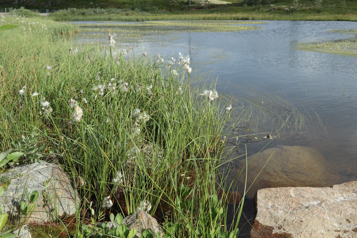 Изображение особи Eriophorum angustifolium.