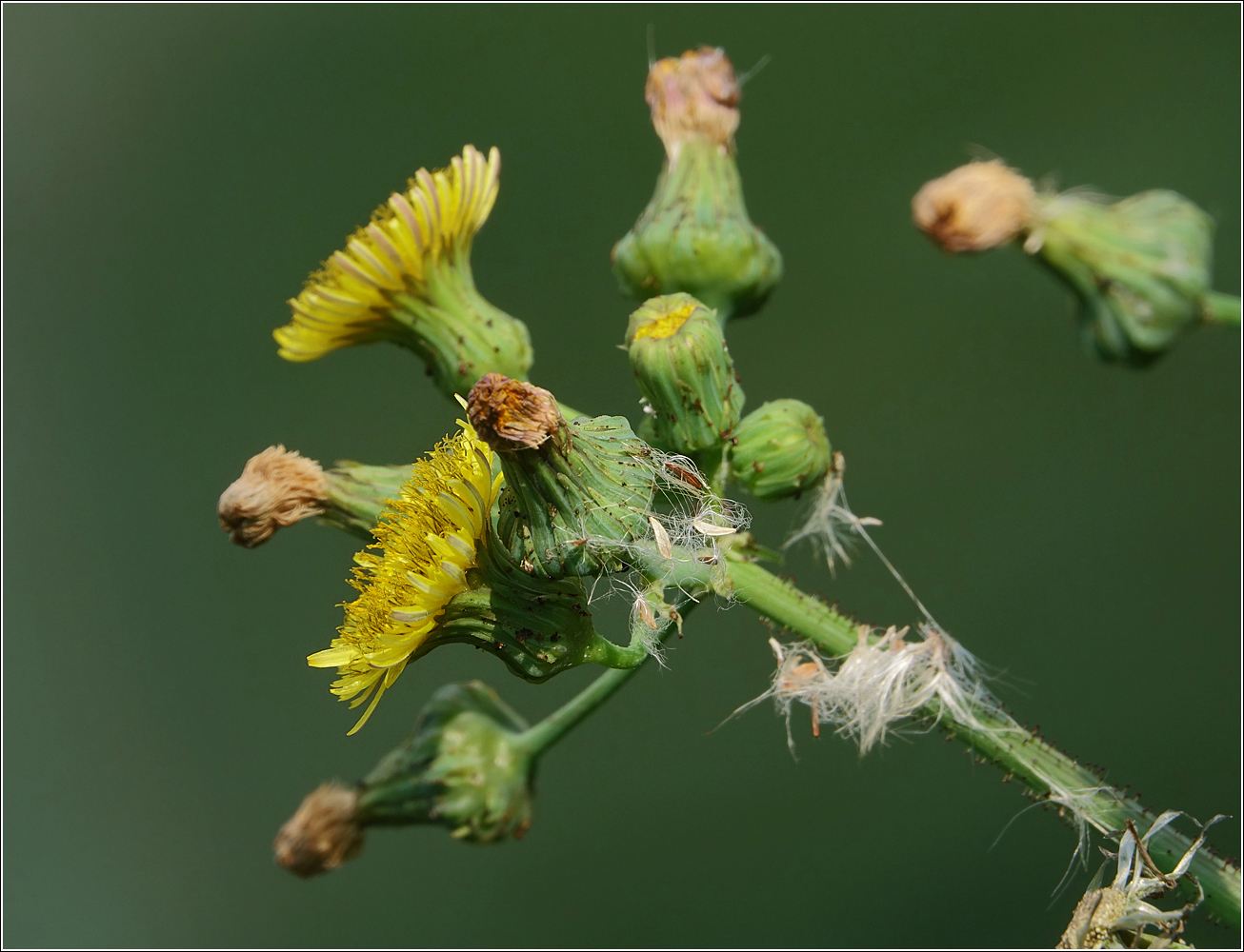 Изображение особи Sonchus oleraceus.