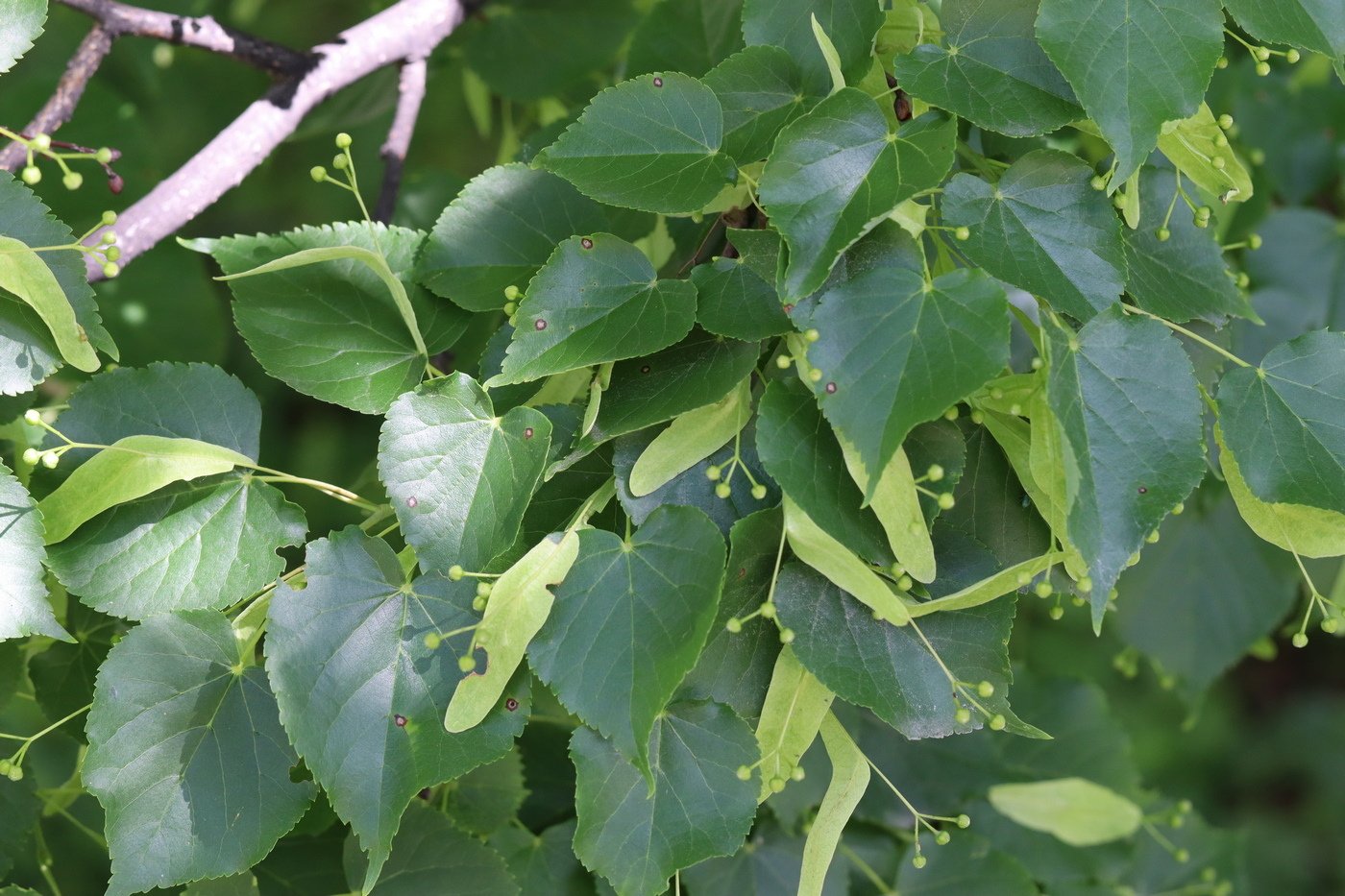 Image of Tilia cordata specimen.