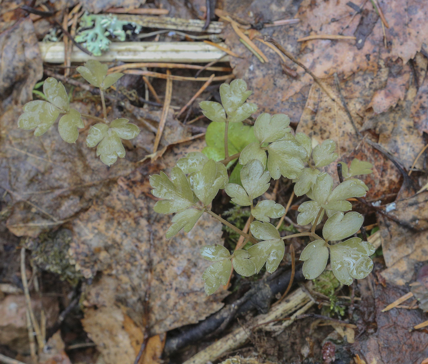 Image of Adoxa moschatellina specimen.