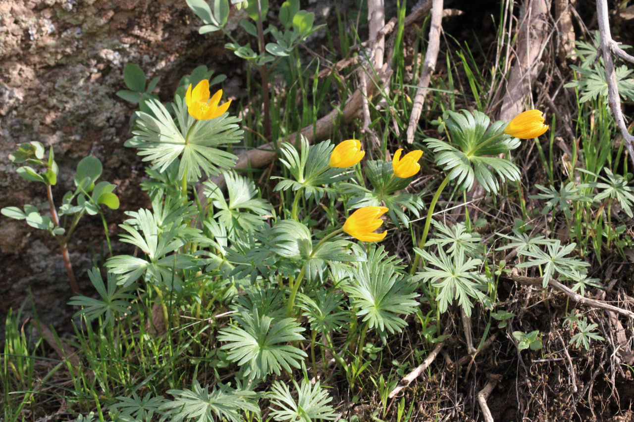 Image of Eranthis longistipitata specimen.