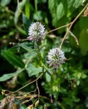 Trifolium ambiguum. Соцветия. Армения, обл. Арагацотн, окр. с. Тегер, ≈ 1700 м н.у.м., луг. 20.06.2022.