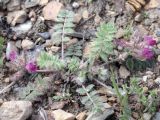Oxytropis litwinowii