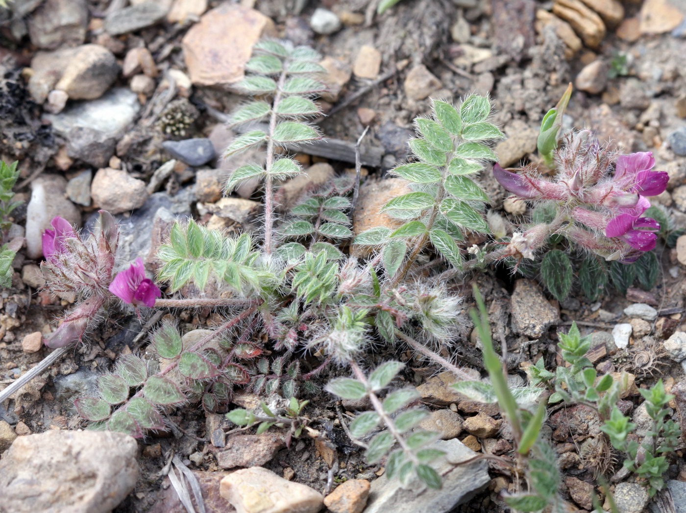 Image of Oxytropis litwinowii specimen.
