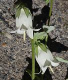 Campanula alliariifolia. Цветки и часть стебля. Кабардино-Балкария, Эльбрусский р-н, долина р. Адырсу, высота 1580 м н.у.м., около грузового подъемника, на скале. 25 июля 2022 г.