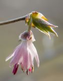 Lonicera praeflorens