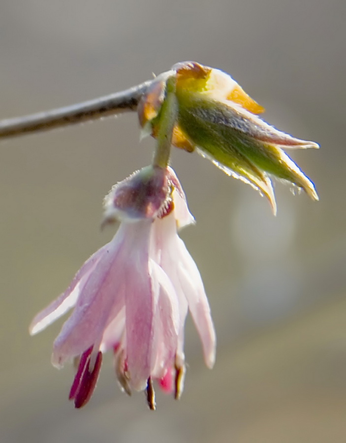 Изображение особи Lonicera praeflorens.