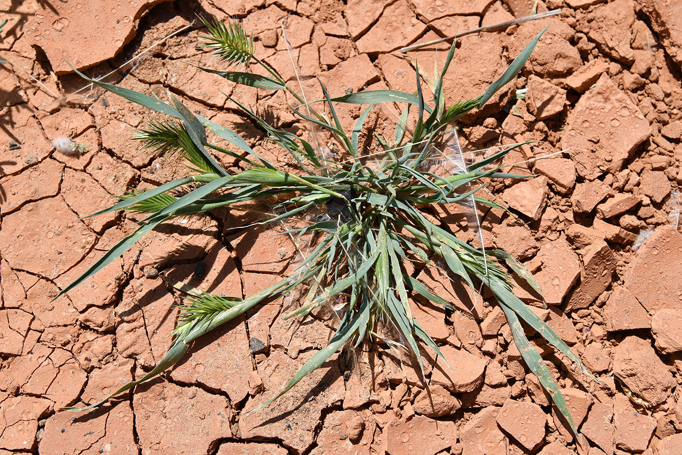 Image of genus Eremopyrum specimen.