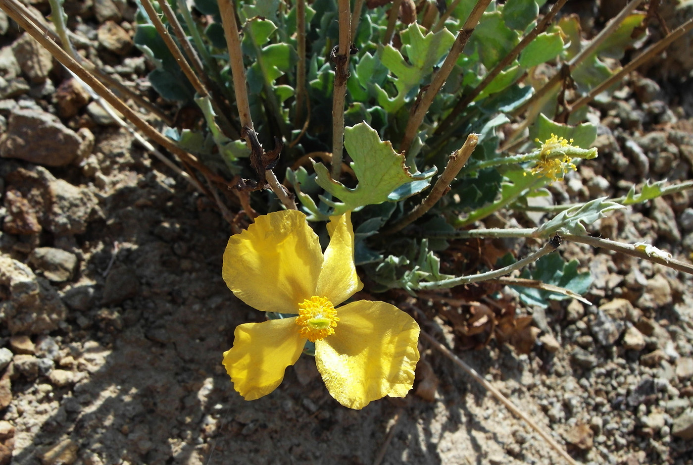 Image of Glaucium squamigerum specimen.