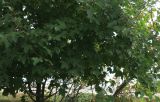 Acer campestre. Крона плодоносящего растения. Болгария, г. Бургас, Приморский парк, в культуре. 16.09.2021.
