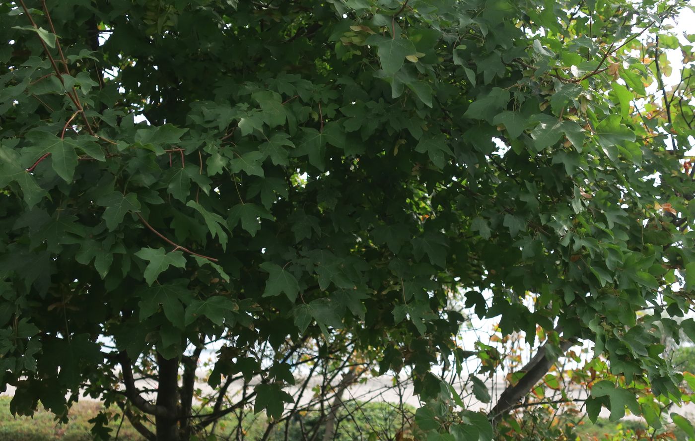 Image of Acer campestre specimen.