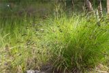 Carex juncella. Плодоносящее растение. Мурманская обл., Кандалакшский р-н, Княжегубское вдхр., оз. Нотозеро, небольшой остров, сырой каменистый берег. 05.07.2023.