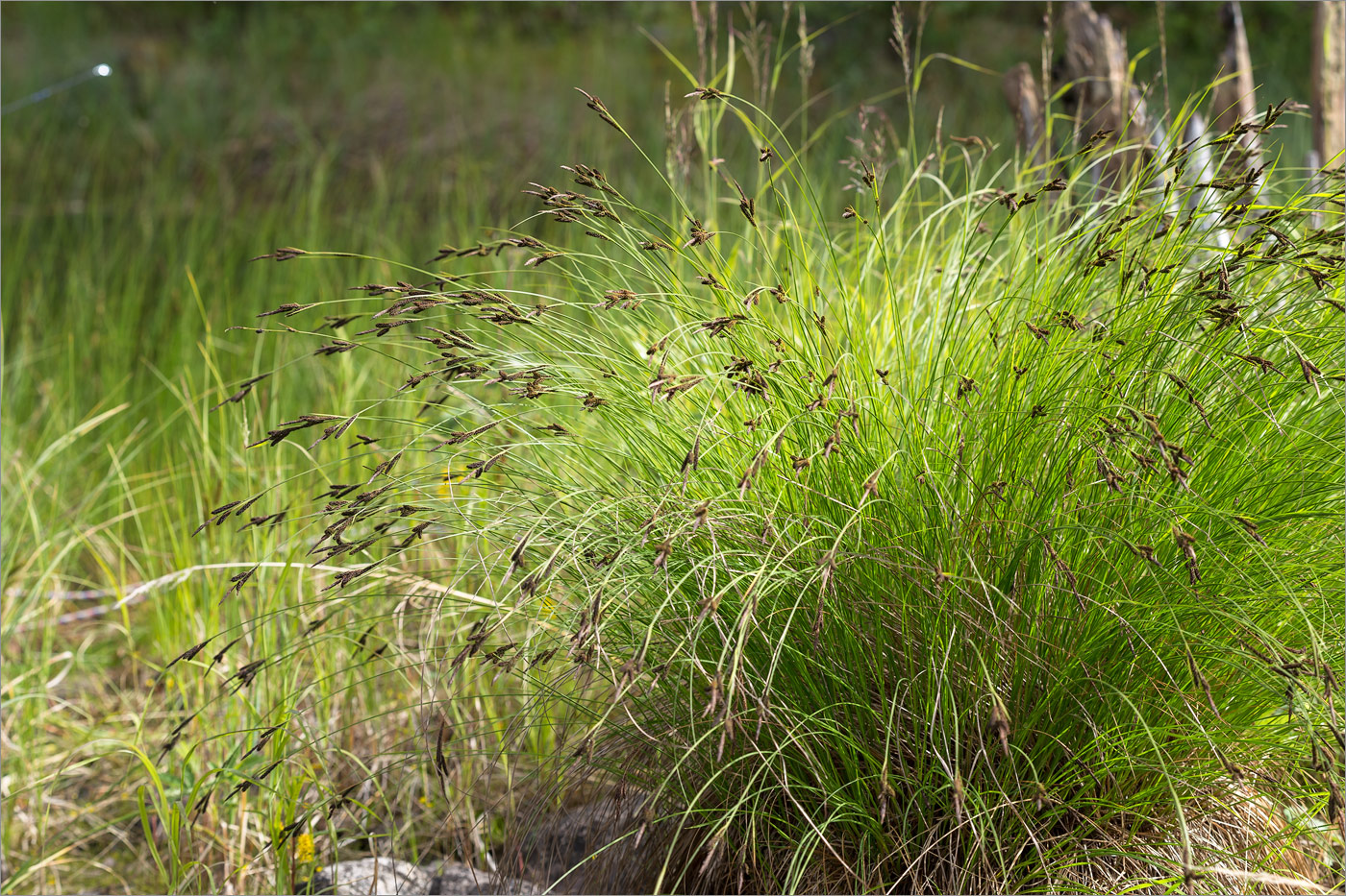 Изображение особи Carex juncella.