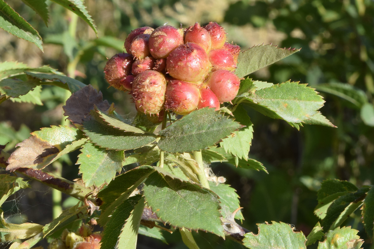 Image of Rosa canina specimen.