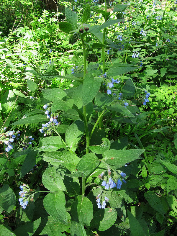 Изображение особи Symphytum caucasicum.